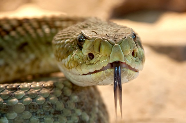 Snake venom